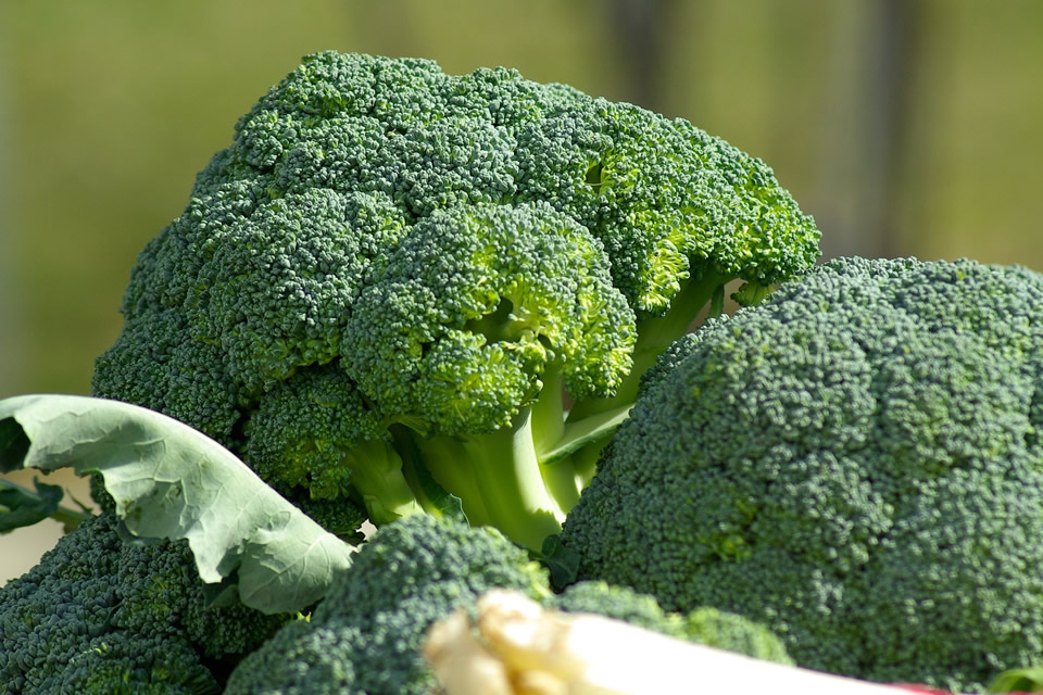 Scopri di più sull'articolo Broccolo: proprietà e benefici, valori nutrizionali, controindicazioni