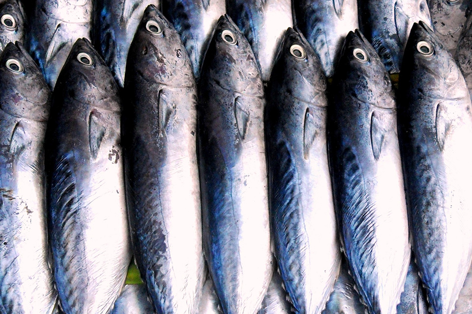 Scopri di più sull'articolo Merluzzo: Proprietà e benefici, valori nutrizionali, controindicazioni